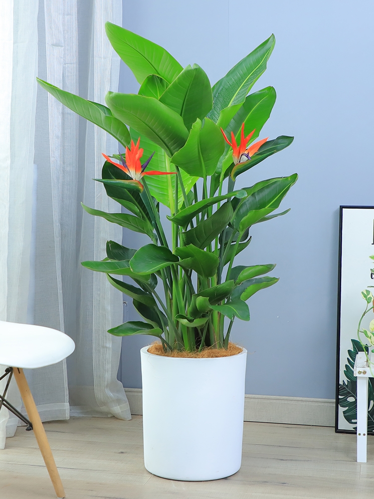 長(zhǎng)沙花卉租擺——綠植租擺-辦公樓擺花-天堂鳥